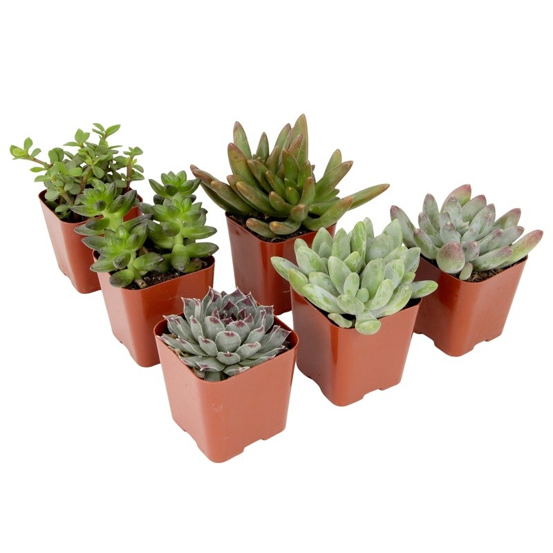 Multicolor Succulent Plants Live Indoor Pack of 6 Easy Care Grower Pots New