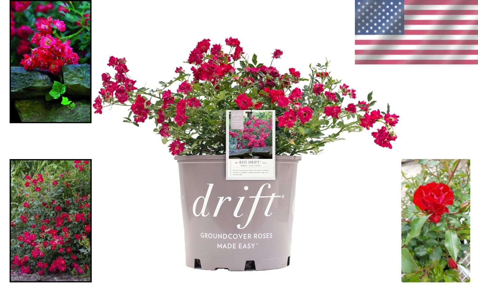 Red Rose Shrub – Seasonal Blooms – Easy Care