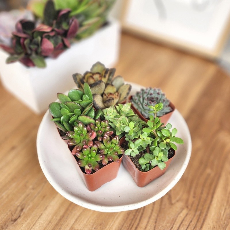 Multicolor Succulent Plants Live Indoor Pack of 6 Easy Care Grower Pots New