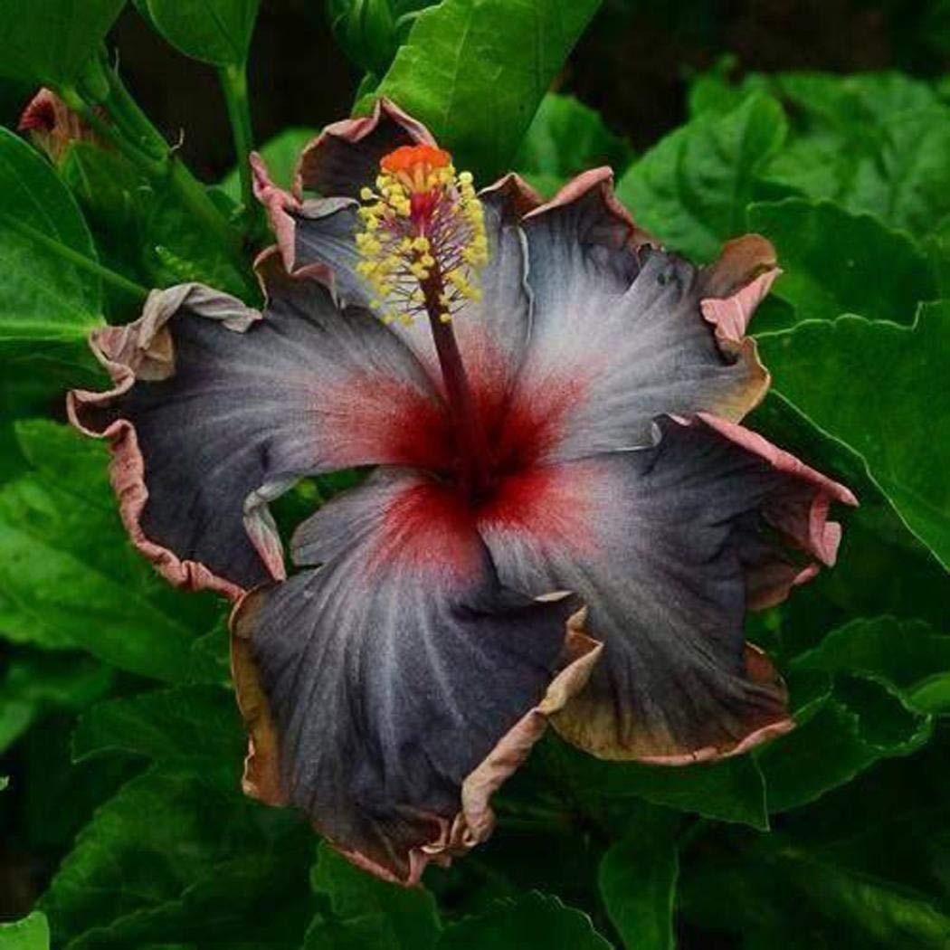 20PCS Rare Black Pink Purple Hibiscus Seeds”Black Rainbow” Giant Flower Tropi…