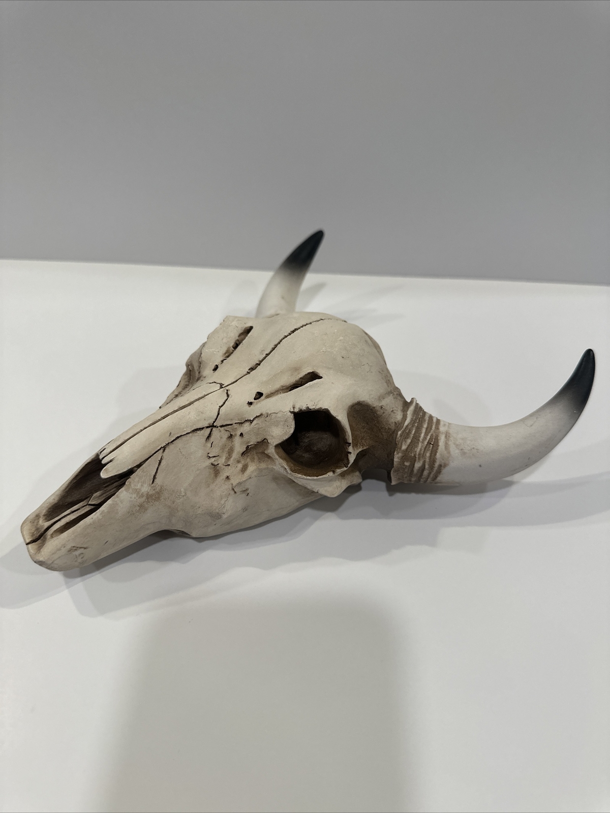 Decorative Bovine Skull