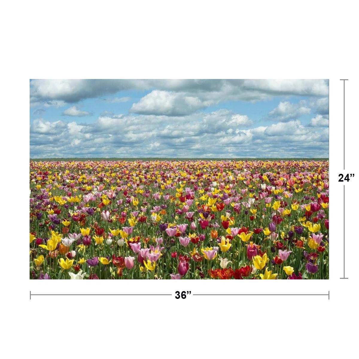 Tulip Fields in Oregon Photo Photograph Cool Wall Decor Art Print Poster 36×24