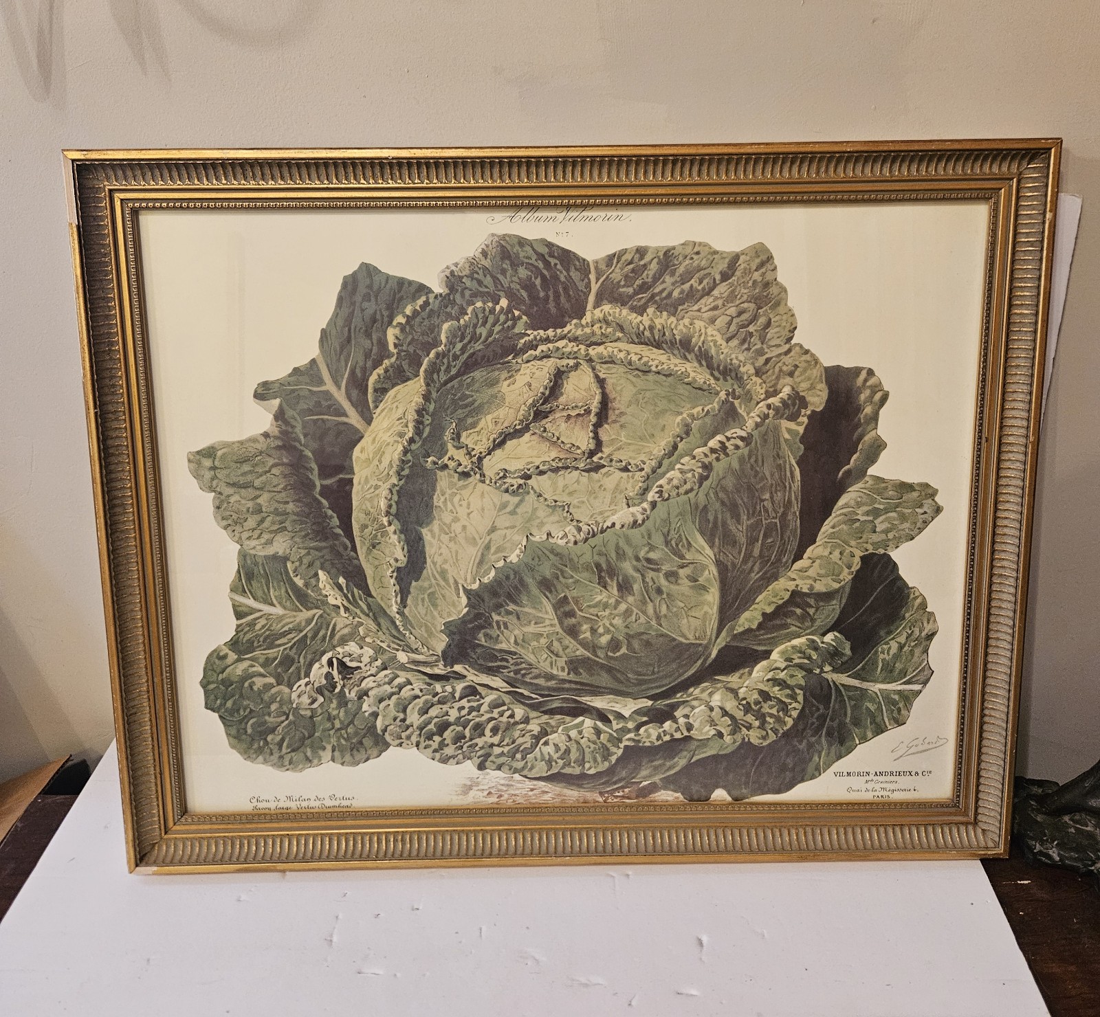 Vilmorin Andrieux: Very Large Cabbage. Framed( See Pictures) 23in × 28in