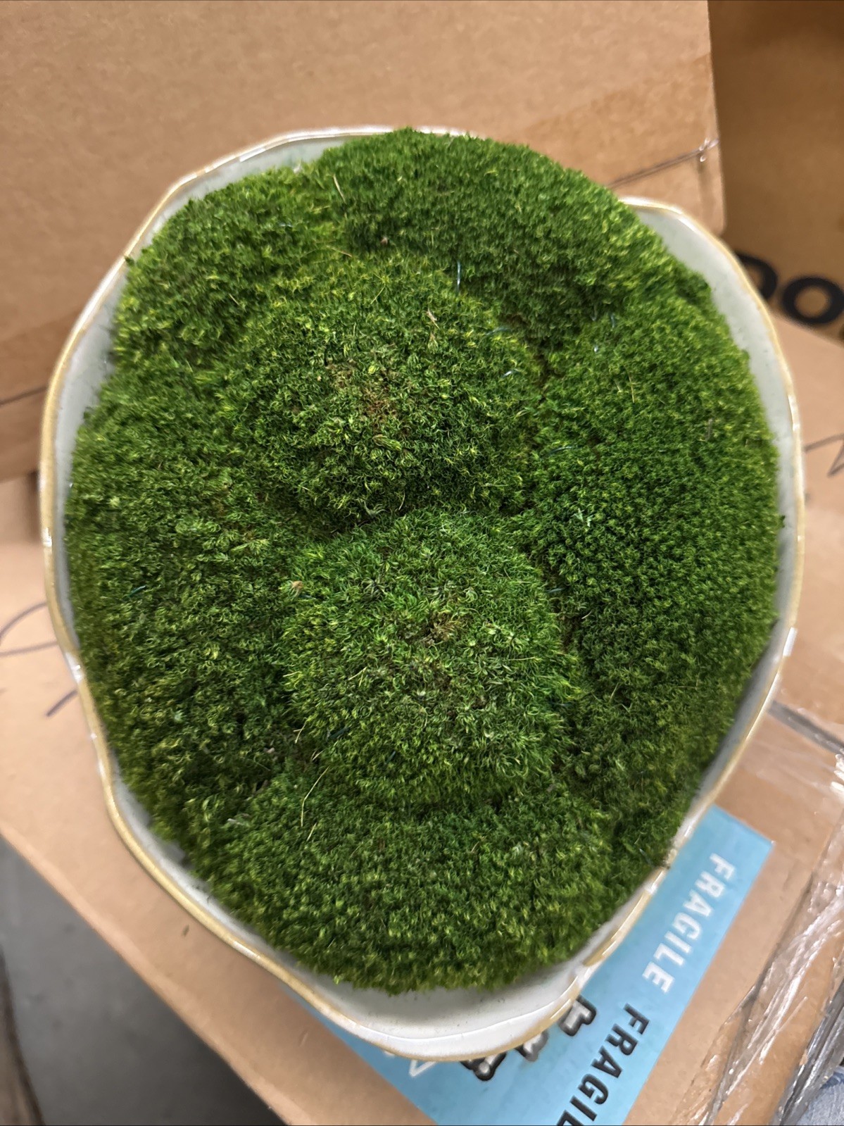 Diane James Home – MOSSY MOOD $410