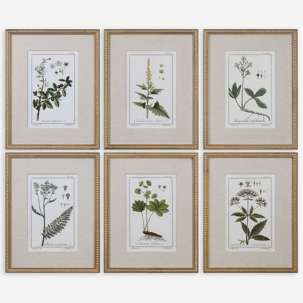 Botanical Study Leaf Berry Flower Wall Art Gold Frame Set Of 6 ~ Uttermost 33651