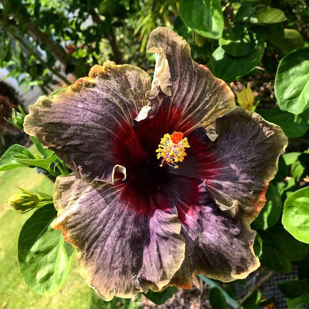 20PCS Rare Black Pink Purple Hibiscus Seeds”Black Rainbow” Giant Flower Tropi…