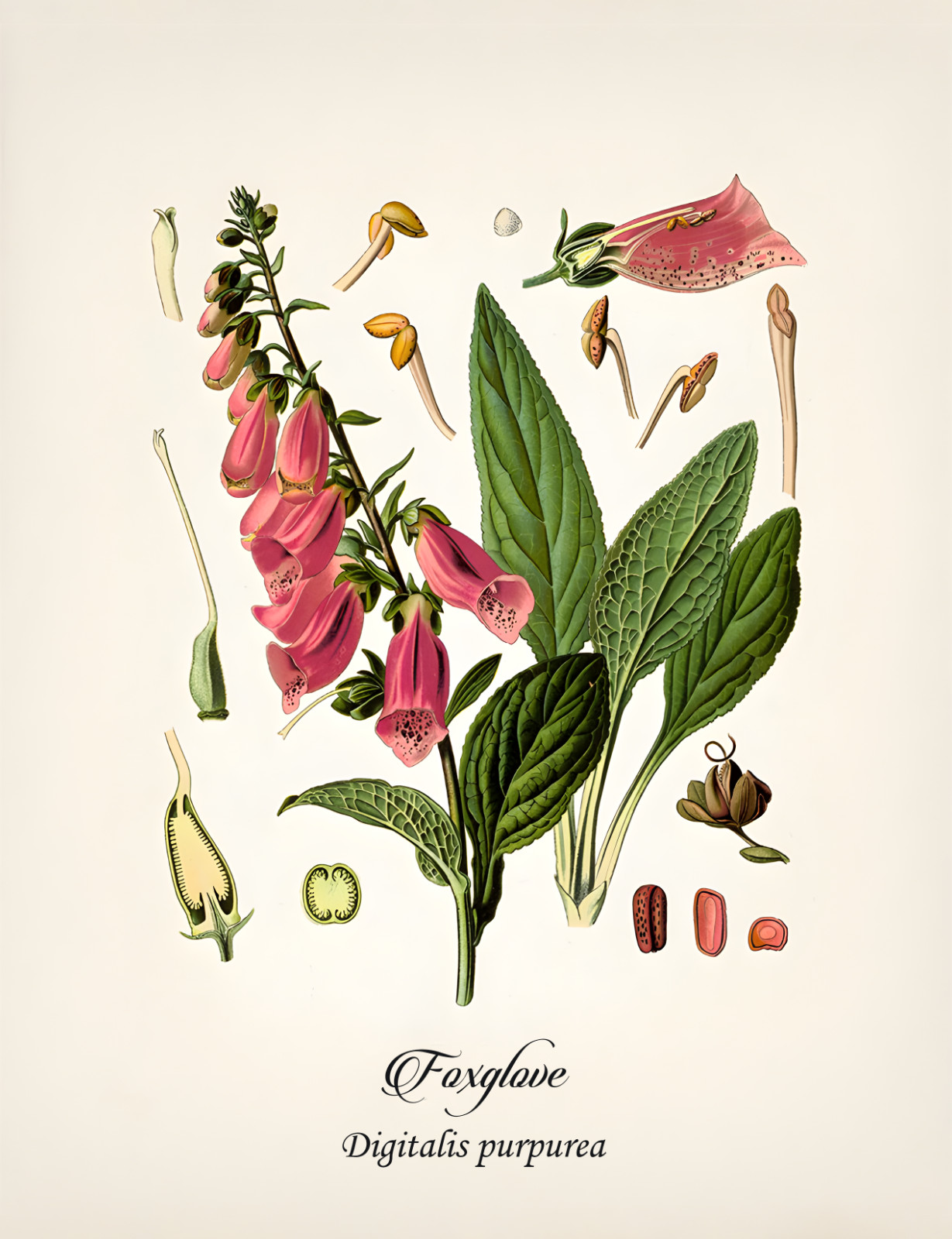 Vintage Botanical Poisonous Plant Floral Print Set Wall Art Prints Set of 6