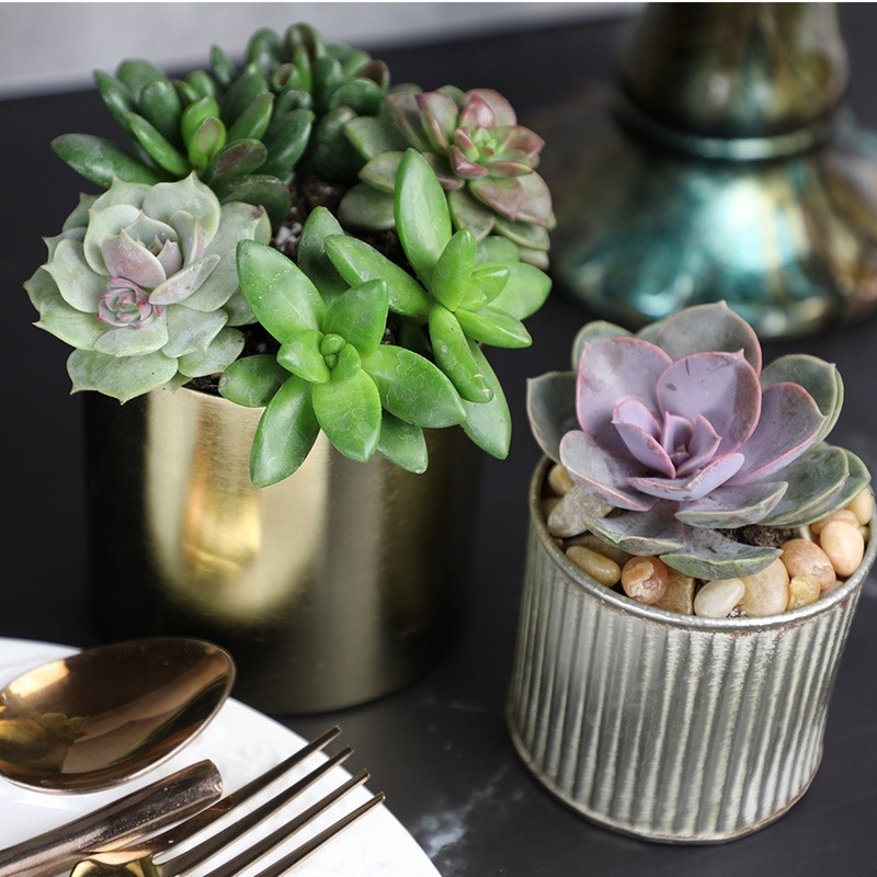 Multicolor Succulent Plants Live Indoor Pack of 6 Easy Care Grower Pots New