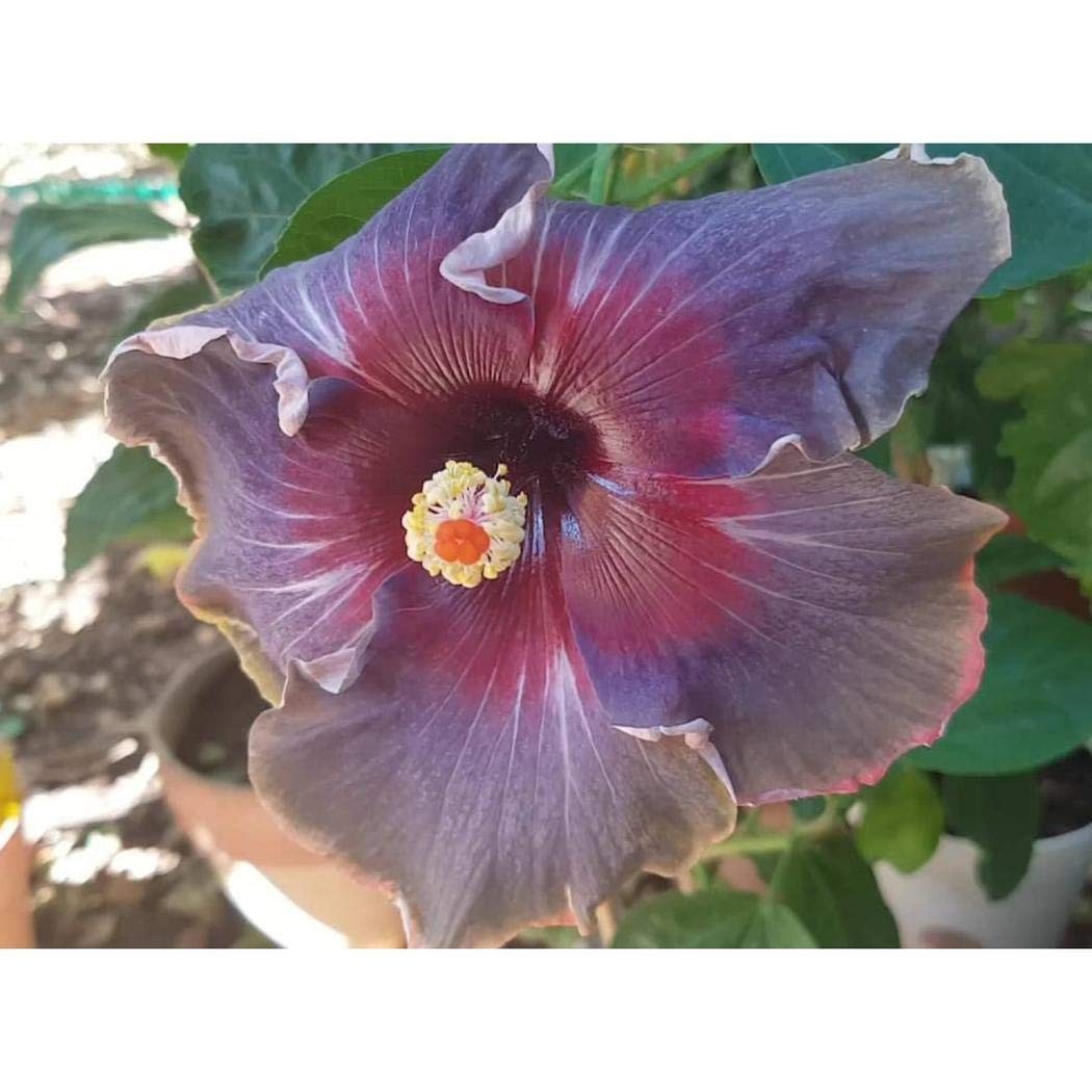 20PCS Rare Black Pink Purple Hibiscus Seeds”Black Rainbow” Giant Flower Tropi…