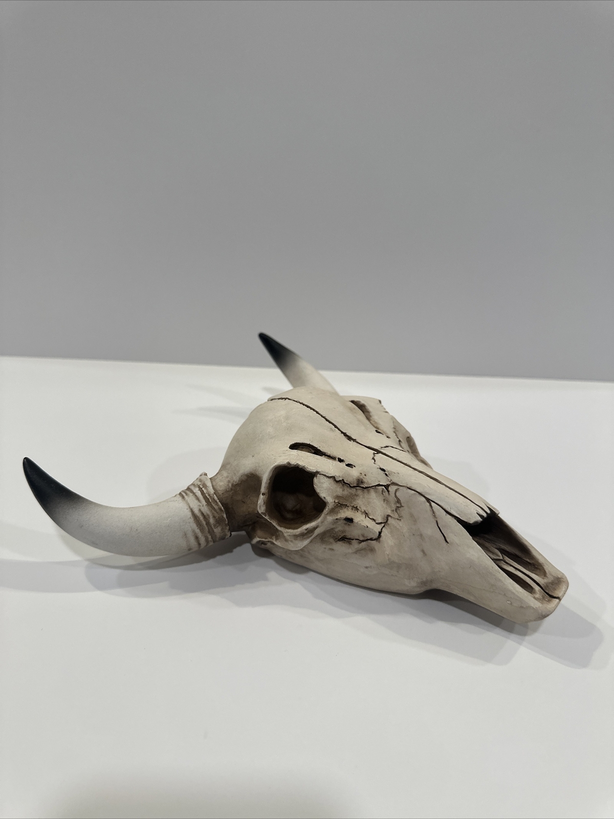 Decorative Bovine Skull