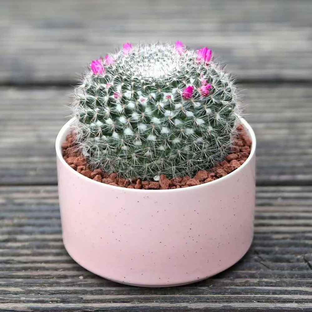 Mammillaria hahniana – Easy-Care Live Cactus Plant for Beginners