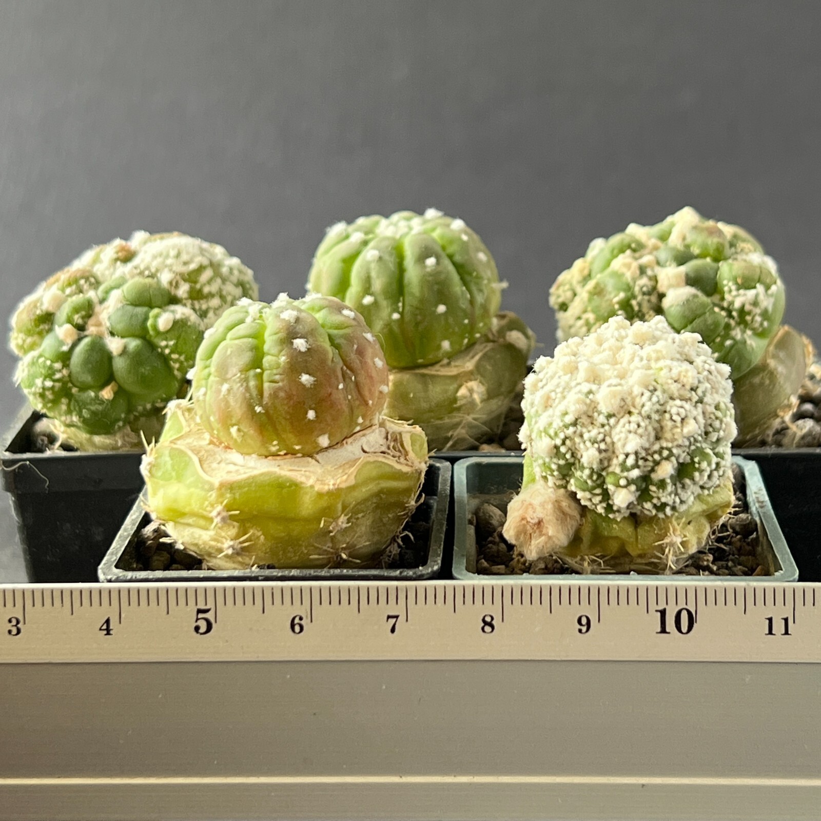 A1639. Astropytum “Lizard skin”, 5 pieces (Different clones) (Grafted)