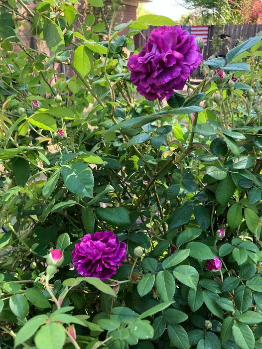 Very Fragrant Rosa Cardinal de Richelieu 3 Rose Plant Cuttings, 6-8″ Long