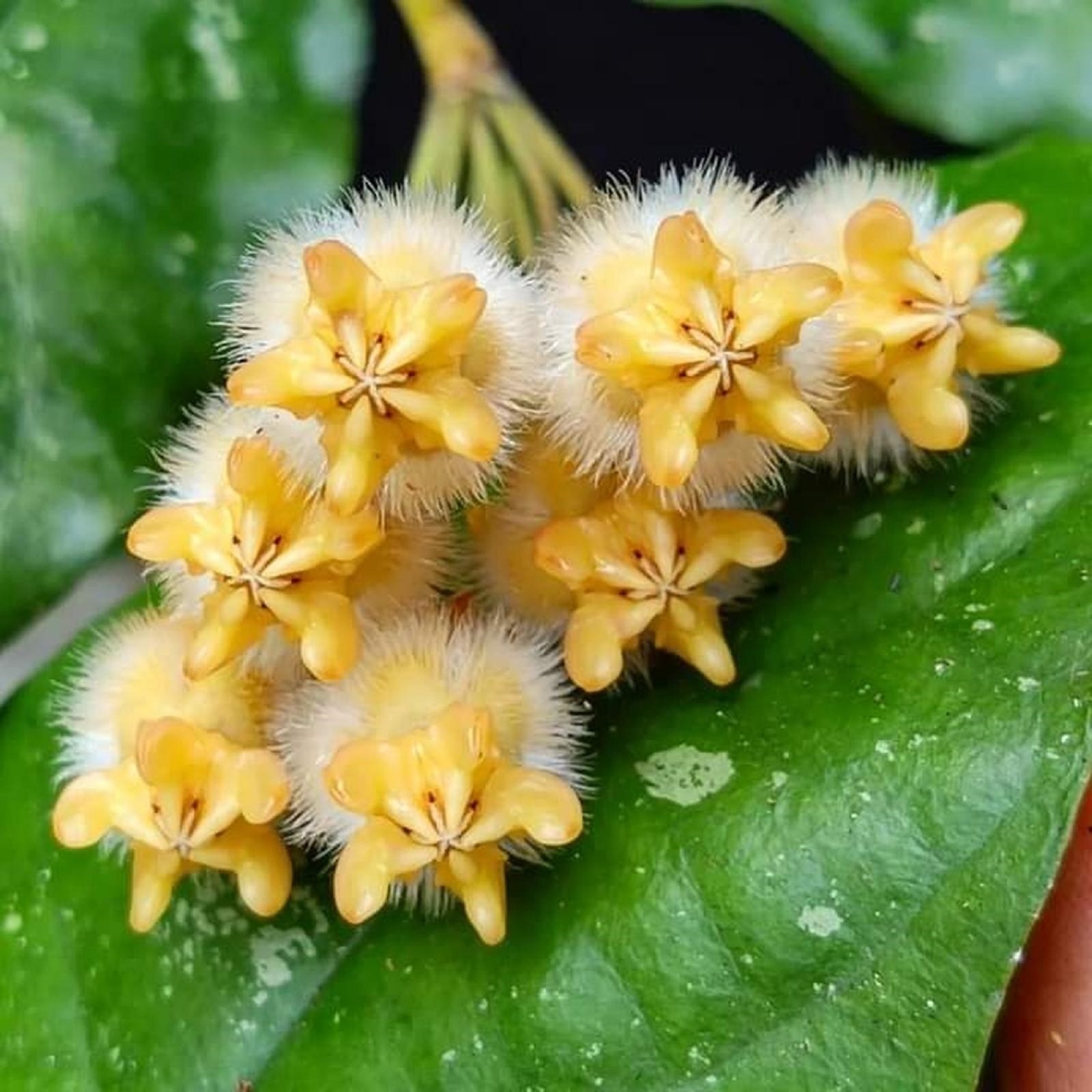 Hoya Lasiantha Live Rare Plant Exotic Tropical Hoya Unique Indoor Trailing House